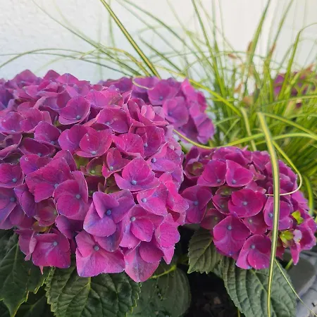 Skorpion 아파트 *